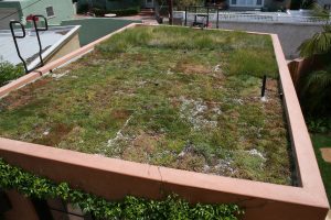 Living roof of garage viewed from bedroom. Photo by Drew Hubbell.